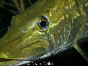 Pike macroshot , taken with Canon G10 and UCL165 by Beate Seiler 